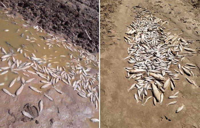 Situación de los peces en el río Pilcomayo debido a la sequía