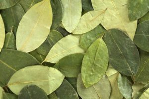 Informe sobre cultivos de coca en Bolivia