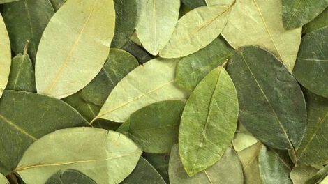 Informe sobre cultivos de coca en Bolivia