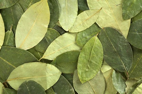 Informe sobre cultivos de coca en Bolivia