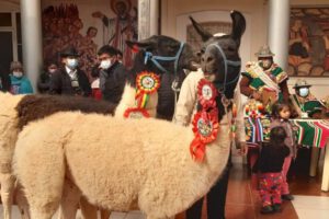 Producción de camélidos en Oruro