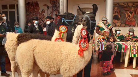 Producción de camélidos en Oruro