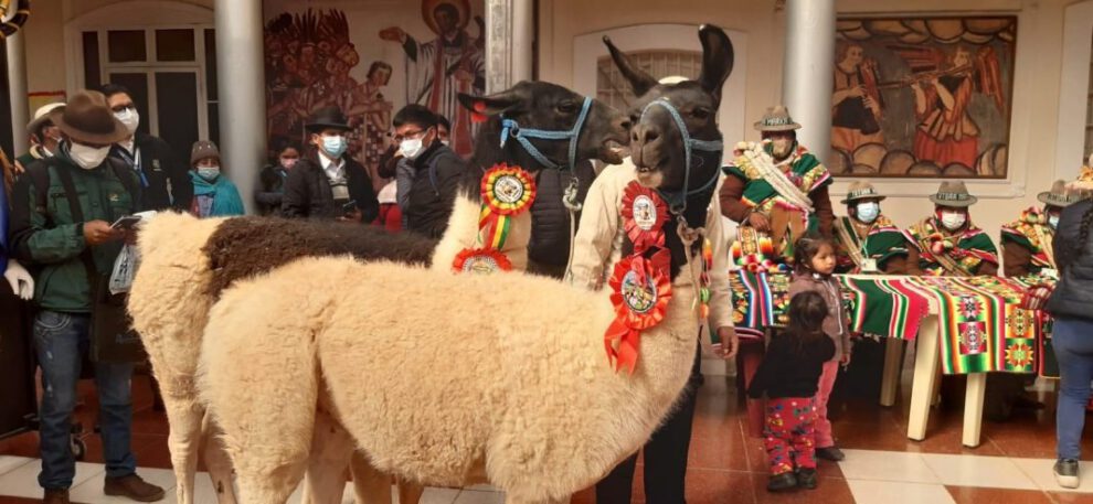 Producción de camélidos en Oruro