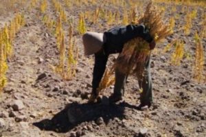 Sequía en Oruro afecta producción agrícola