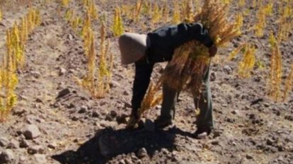 Sequía en Oruro afecta producción agrícola