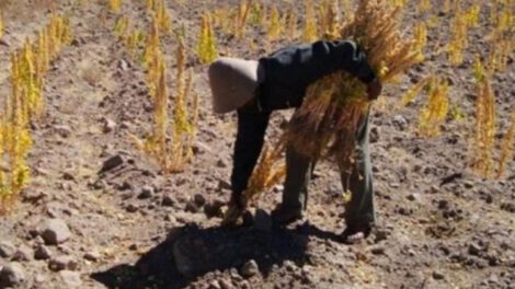 Sequía en Oruro afecta producción agrícola