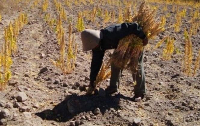 Sequía en Oruro afecta producción agrícola