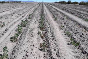 Falta de agua en Oruro