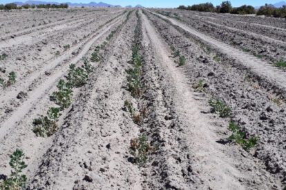 Falta de agua en Oruro