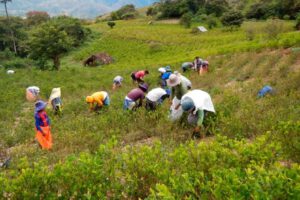 Ampliar hectáreas de coca en Bolivia