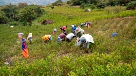 Ampliar hectáreas de coca en Bolivia