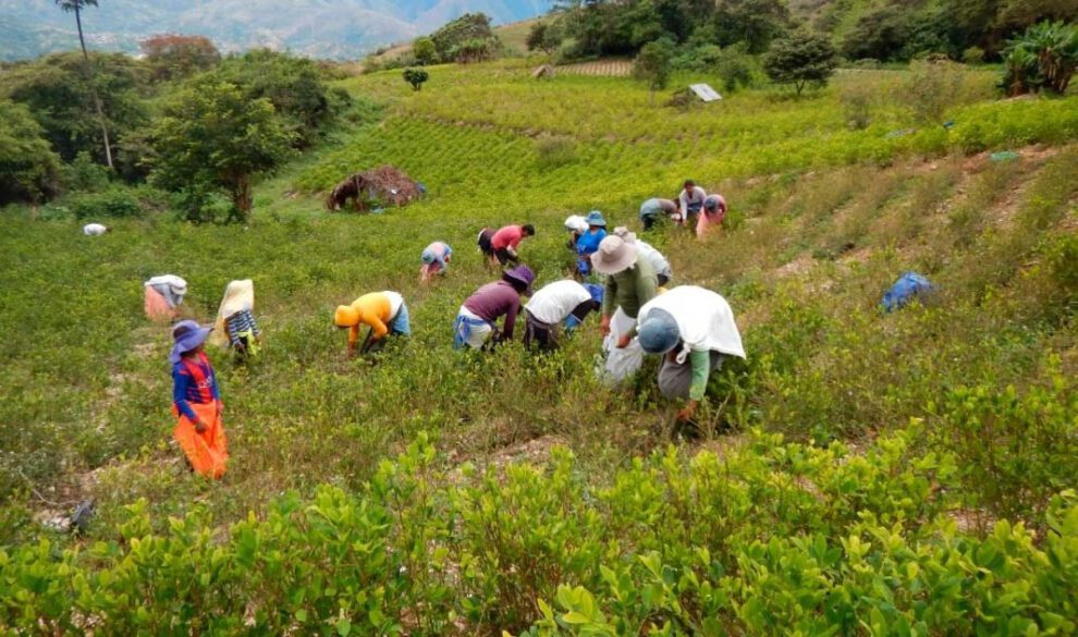 Ampliar hectáreas de coca en Bolivia