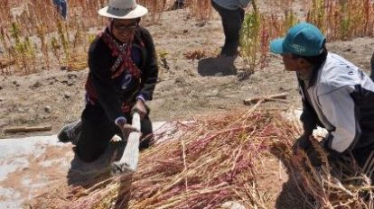 Producción de quinua afectada por falta de lluvias