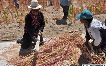 Producción de quinua afectada por falta de lluvias