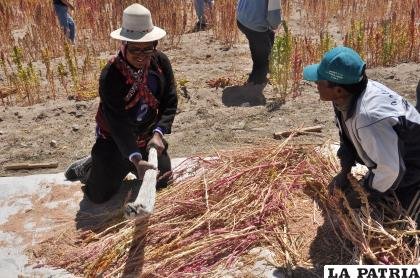 Producción de quinua afectada por falta de lluvias