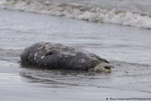 Focas muertas en el Mar Caspio