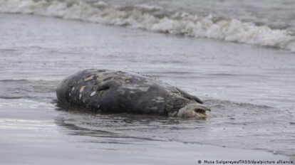 Focas muertas en el Mar Caspio