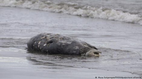 Focas muertas en el Mar Caspio