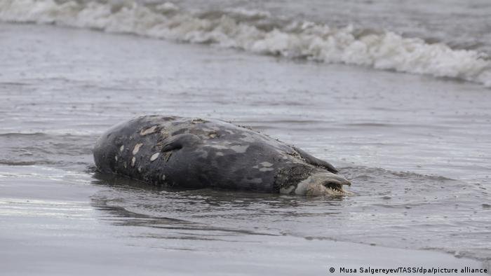 Focas muertas en el Mar Caspio