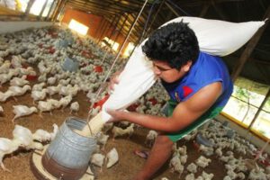 Precio del pollo afectado por déficit en Santa Cruz