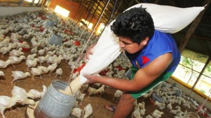 Precio del pollo afectado por déficit en Santa Cruz