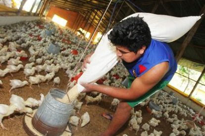 Precio del pollo afectado por déficit en Santa Cruz