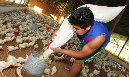 Precio del pollo afectado por déficit en Santa Cruz