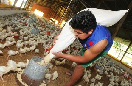 Precio del pollo afectado por déficit en Santa Cruz