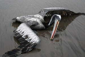 Influenza aviar en Perú: Aves marinas muertas en la playa