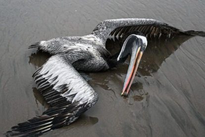 Influenza aviar en Perú: Aves marinas muertas en la playa