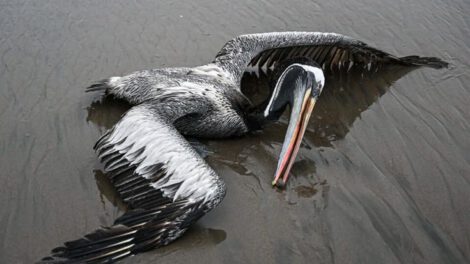 Influenza aviar en Perú: Aves marinas muertas en la playa