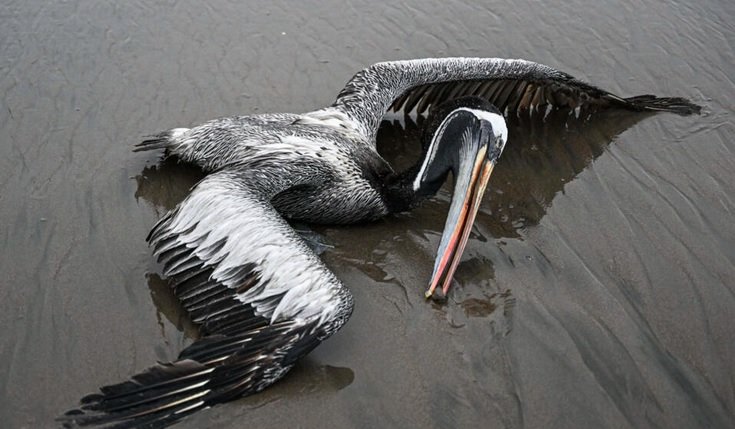 Influenza aviar en Perú: Aves marinas muertas en la playa