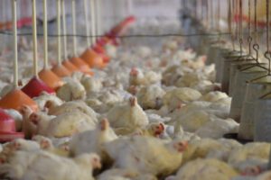 Subida del pollo en Santa Cruz
