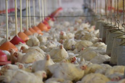 Subida del pollo en Santa Cruz
