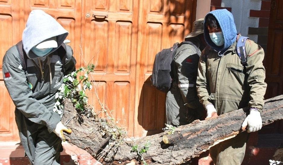 Multa por destrozo de árbol en Oruro