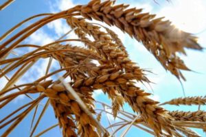 Producción de trigo afectada por sequía