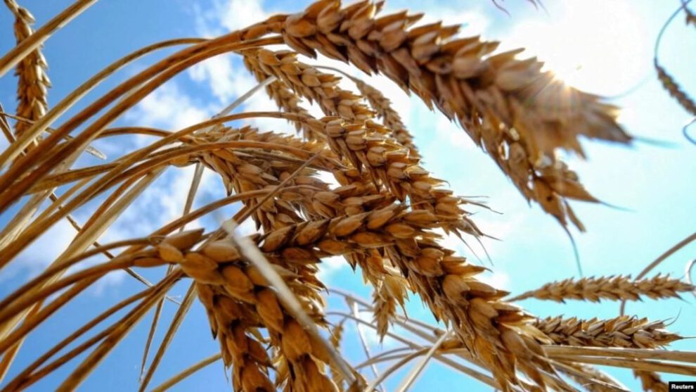 Producción de trigo afectada por sequía