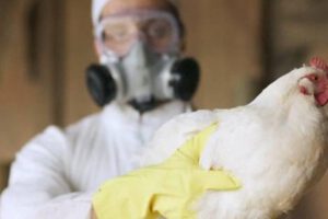 Influenza aviar en Latinoamérica