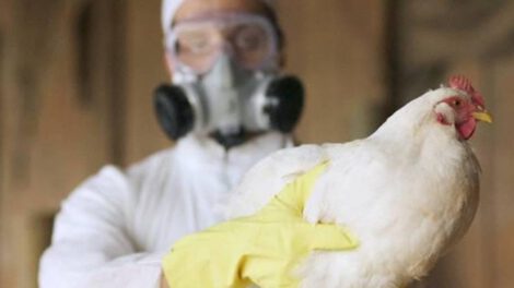 Influenza aviar en Latinoamérica