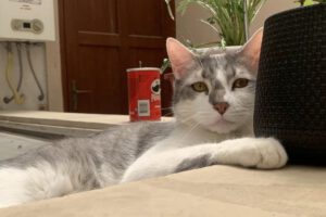 Mascota extraviada BoA en Tarija, Tito