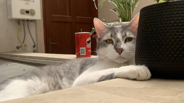 Mascota extraviada BoA en Tarija, Tito