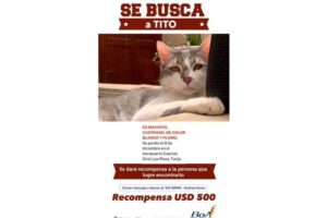 Recompensa por Tito, la mascota perdida de Boliviana de Aviación