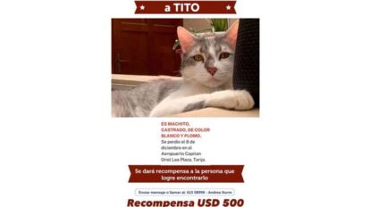 Recompensa por Tito, la mascota perdida de Boliviana de Aviación