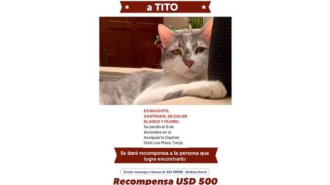 Recompensa por Tito, la mascota perdida de Boliviana de Aviación