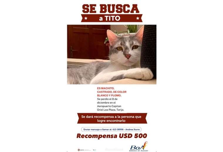 Recompensa por Tito, la mascota perdida de Boliviana de Aviación