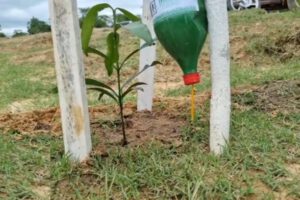 Plan de reforestación en Beni con árboles frutales y ornamentales