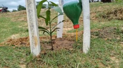 Plan de reforestación en Beni con árboles frutales y ornamentales
