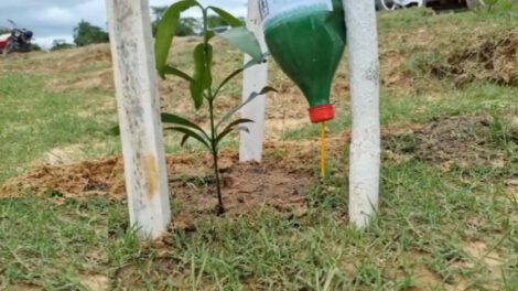 Plan de reforestación en Beni con árboles frutales y ornamentales