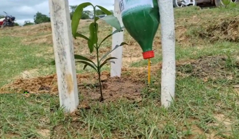 Plan de reforestación en Beni con árboles frutales y ornamentales