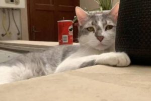 Demanda contra BoA por gato perdido Tito